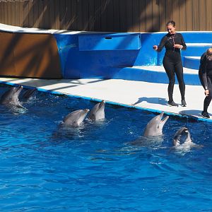 An all-dolphin finale