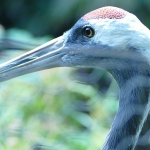 Red-crowned Crane, July 2022
