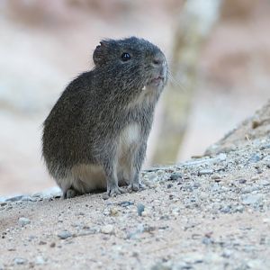 Brazilian Guinea Pig, July 2022