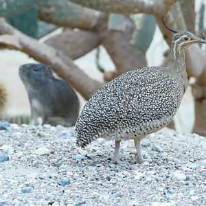 Elegant Crested Tinamou, July 2022