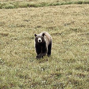 Brown Bear - Alaska