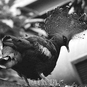 victoria crowned pigeon
