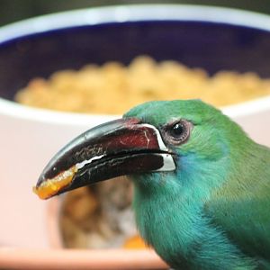 Crimson rumped Toucanet