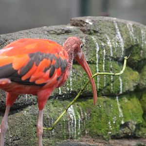 Scarlet Ibis