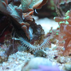 Some sort of bristle worm??