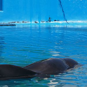 Short-finned pilot whale