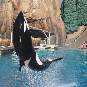 Orca jump 1