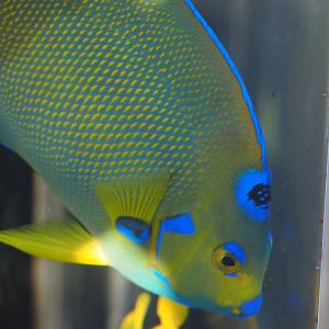 Queen angelfish
