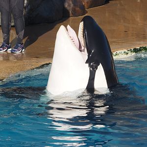 Orca ready for treat