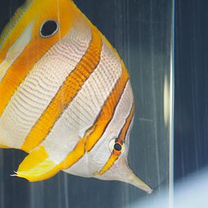 Copperband butterflyfish