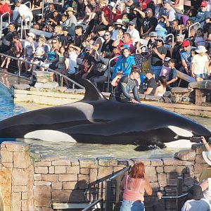 Orca "Kalia" demonstrating beaching behavior