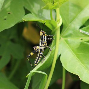 Variegated grasshopper - Zonocera variegatus