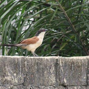 Senegal coucal