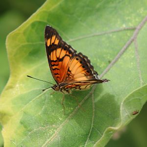 Butterfly ID