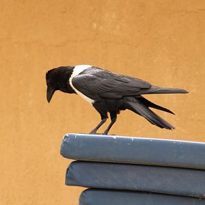 Pied crow