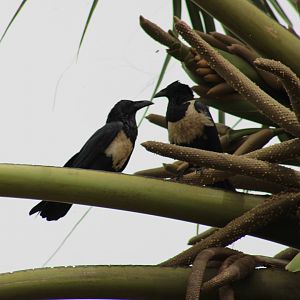 Pied crows