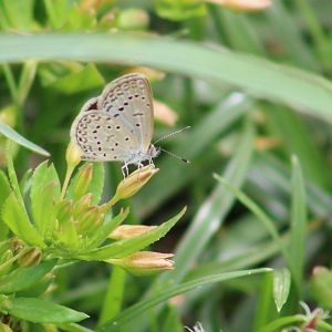 African grass blue - Zizeeria knysna