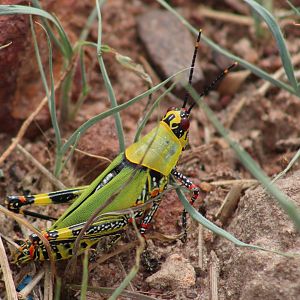 Variegated grasshopper - Zonocera variegatus