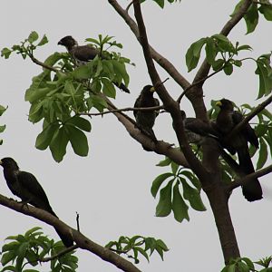 Western grey plantain-eater family