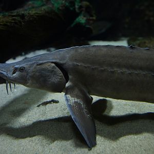 Acipenser gueldenstaedtii