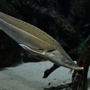 Acipenser gueldenstaedtii