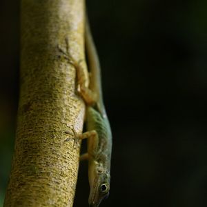Anolis sabanus