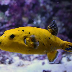 Arothron nigropunctatus