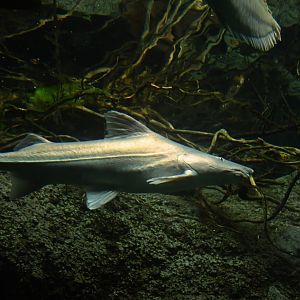 Brachyplatystoma capapretum