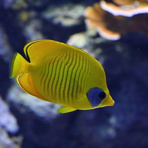 Chaetodon semilarvatus