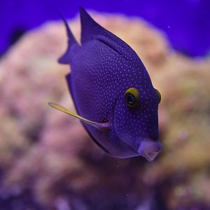 Ctenochaetus strigosus