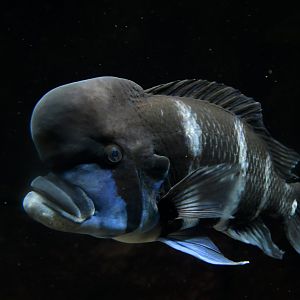 Cyphotilapia frontosa