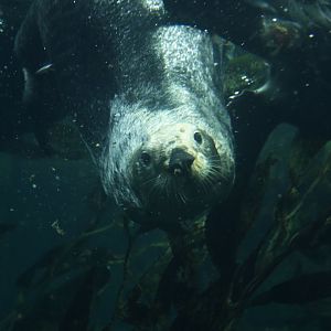 Marine otter (Enhydra lutris)