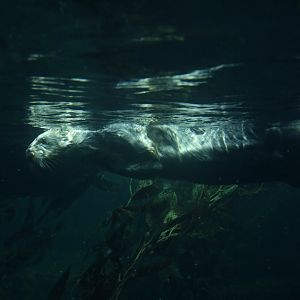 Marine otter (Enhydra lutris)