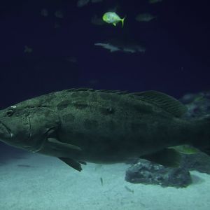 Epinephelus tukula