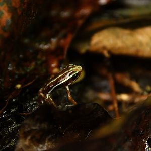 Epipedobates anthonyi