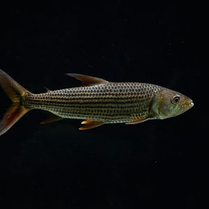 Hydrocynus vittatus