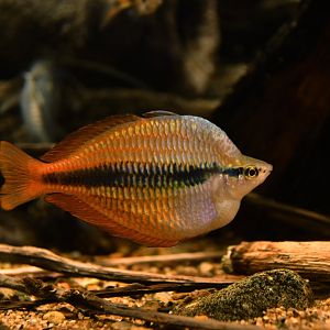 Melanotaenia herbertaxelrodi