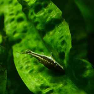 Otocinclus macrospilus