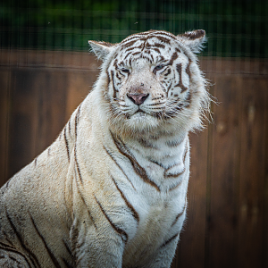 White Tiger