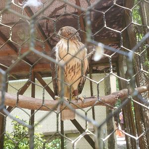 Briar Bush Nature Center (2022) - Red-tailed Hawk