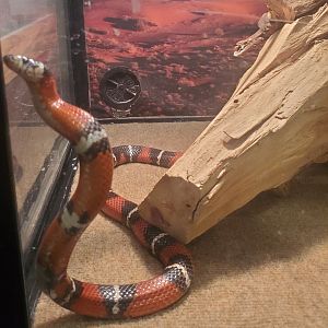 Briar Bush Nature Center (2022) - "Milk Snake"