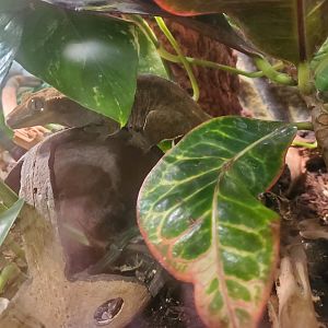 Briar Bush Nature Center (2022) - Crested Gecko
