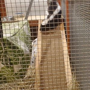 Briar Bush Nature Center (2022) - Striped Skunk