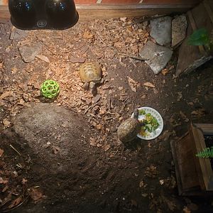 Briar Bush Nature Center (2022) - Turtles and Tortoises