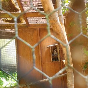 Briar Bush Nature Center (2022) - Eastern Screech Owl