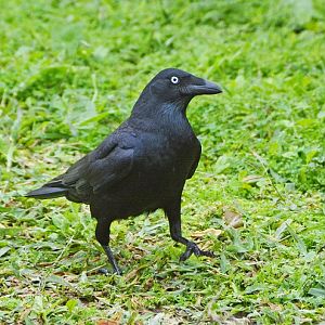 Torresian crow.  ?