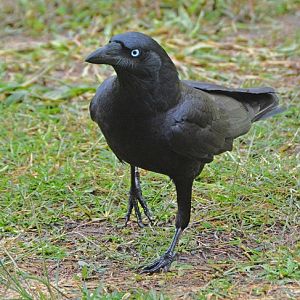 Torresian crow. 2    ?