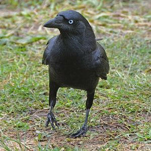 Torresian crow. 3   ?