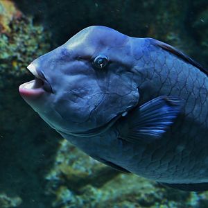Bumphead Parrotfish (Bolbometopon muricatum)
