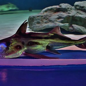 Australian Ghostshark (Callorhinchus milii)